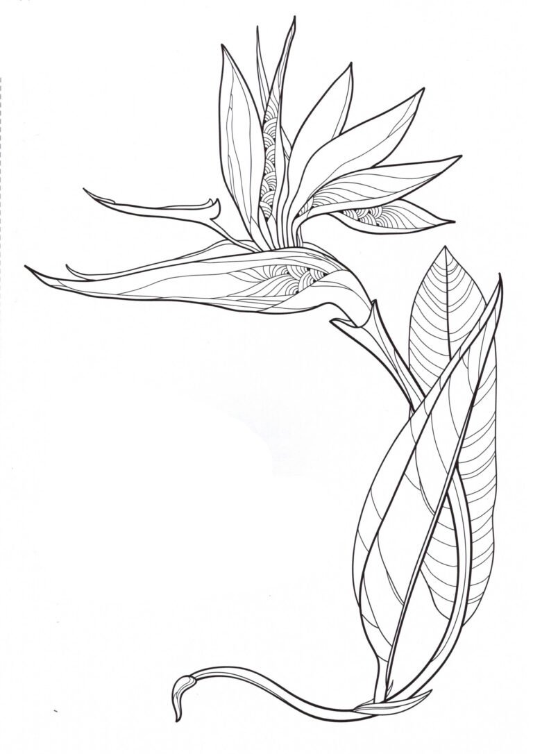 FLORES 6